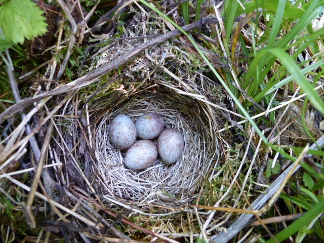 White-throated Sparrow - Réjean Deschênes