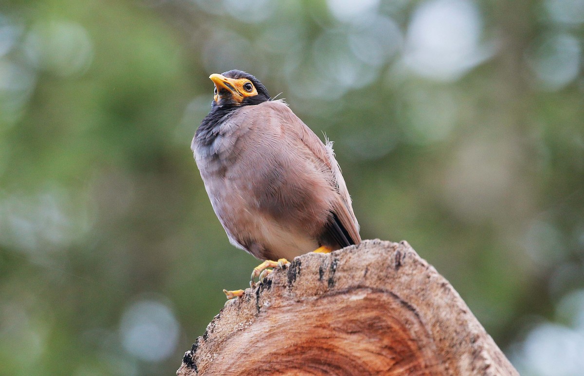 Common Myna - Neoh Hor Kee