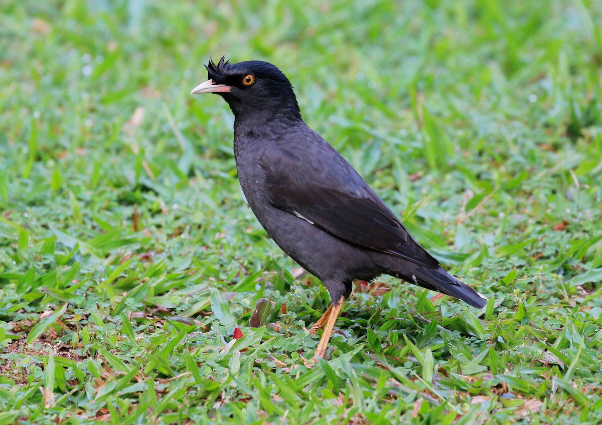 Crested Myna - Neoh Hor Kee