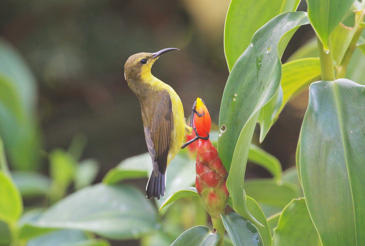 Ornate Sunbird - Neoh Hor Kee