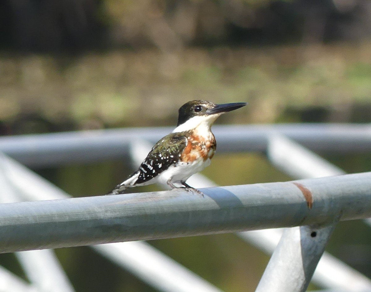 Green Kingfisher - Shelia Hargis