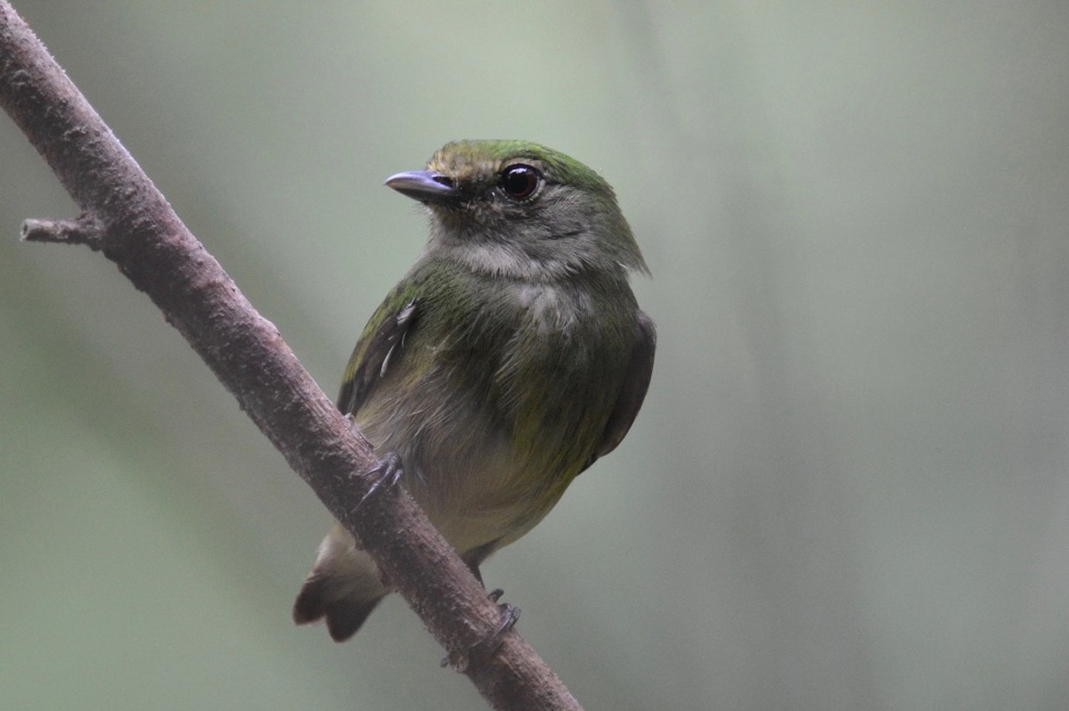 Velvety Manakin - ML68030861