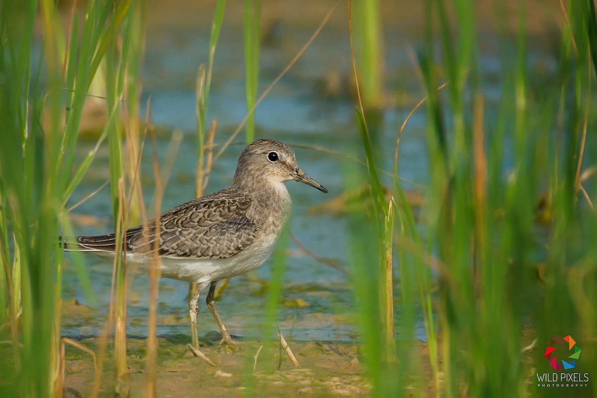 temmincksnipe - ML68031421