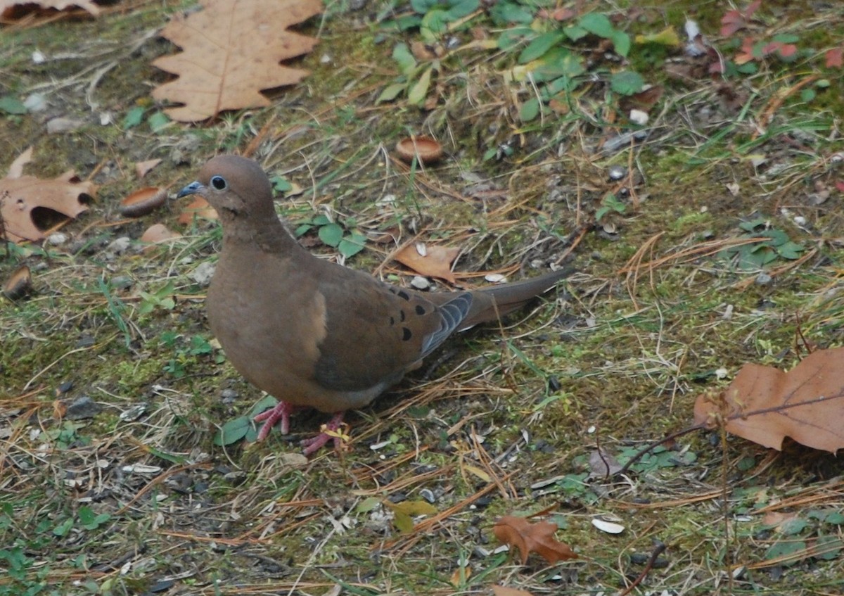 Mourning Dove - ML68032401