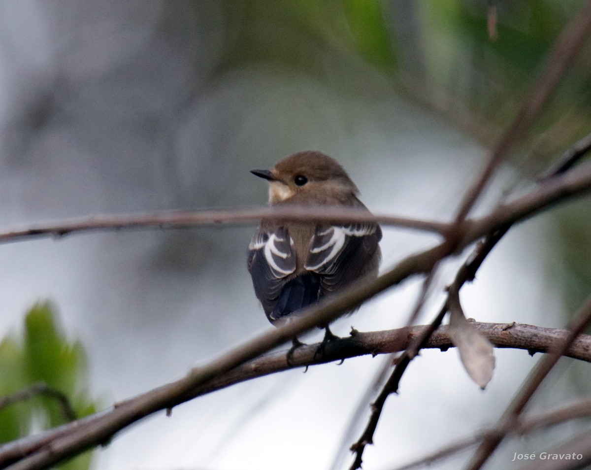 European Pied Flycatcher - ML68034221