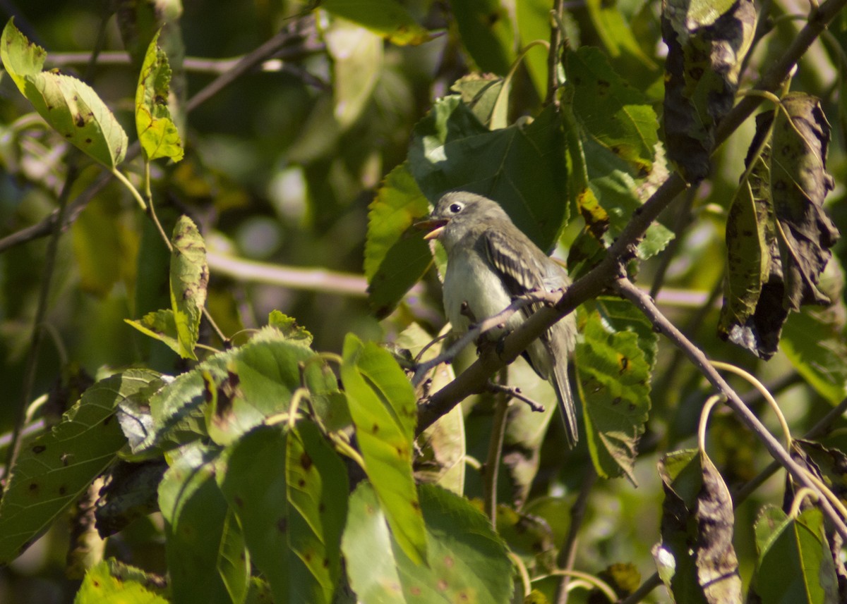 Least Flycatcher - Cory Cone