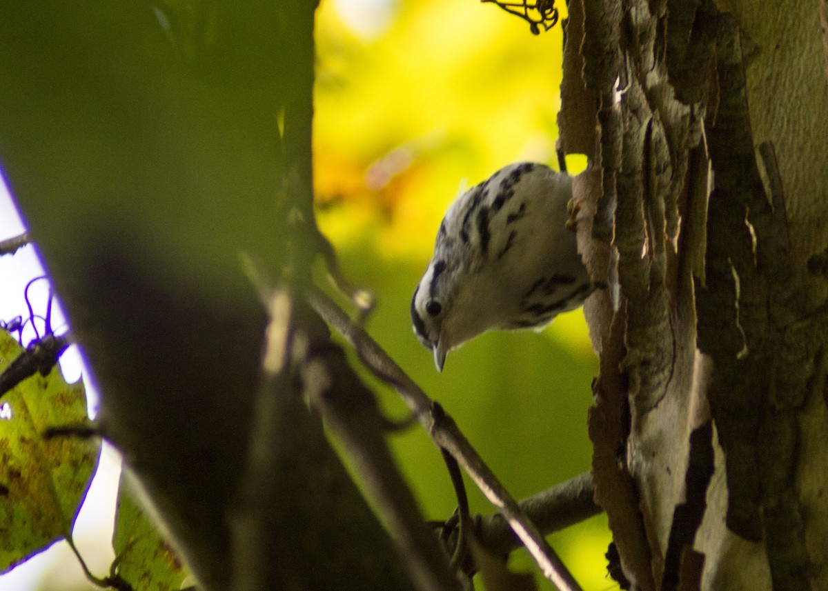 Black-and-white Warbler - Cory Cone