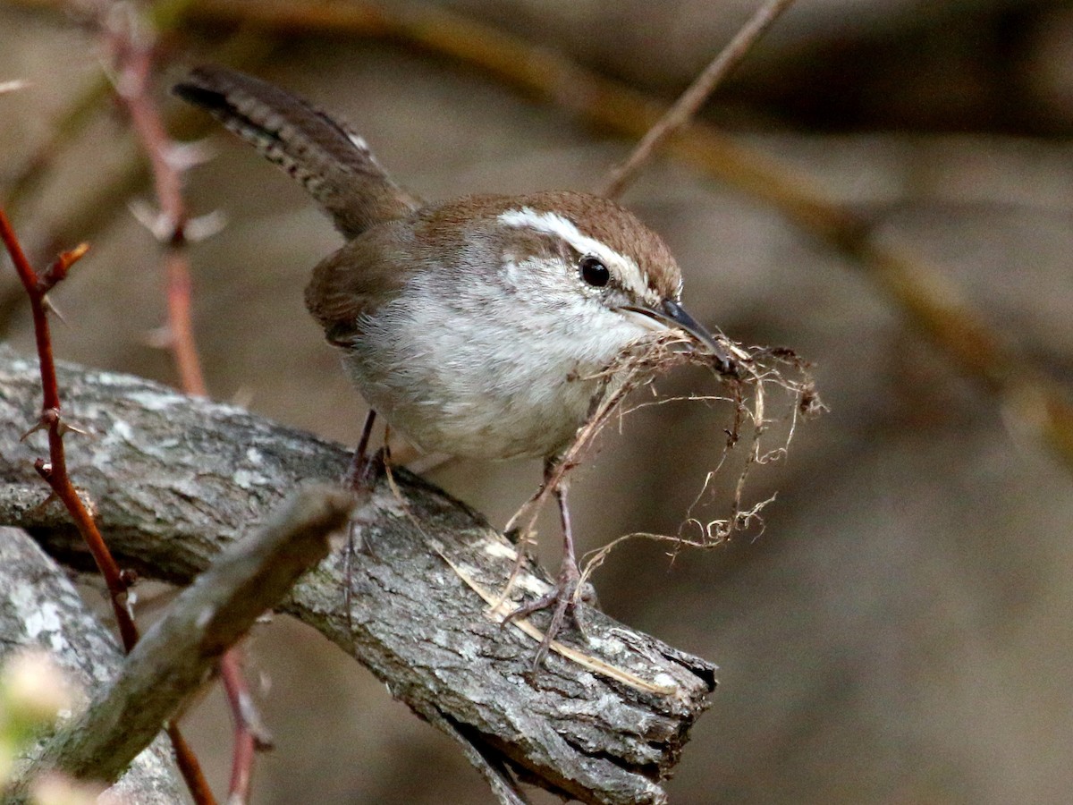 Bewick's Wren