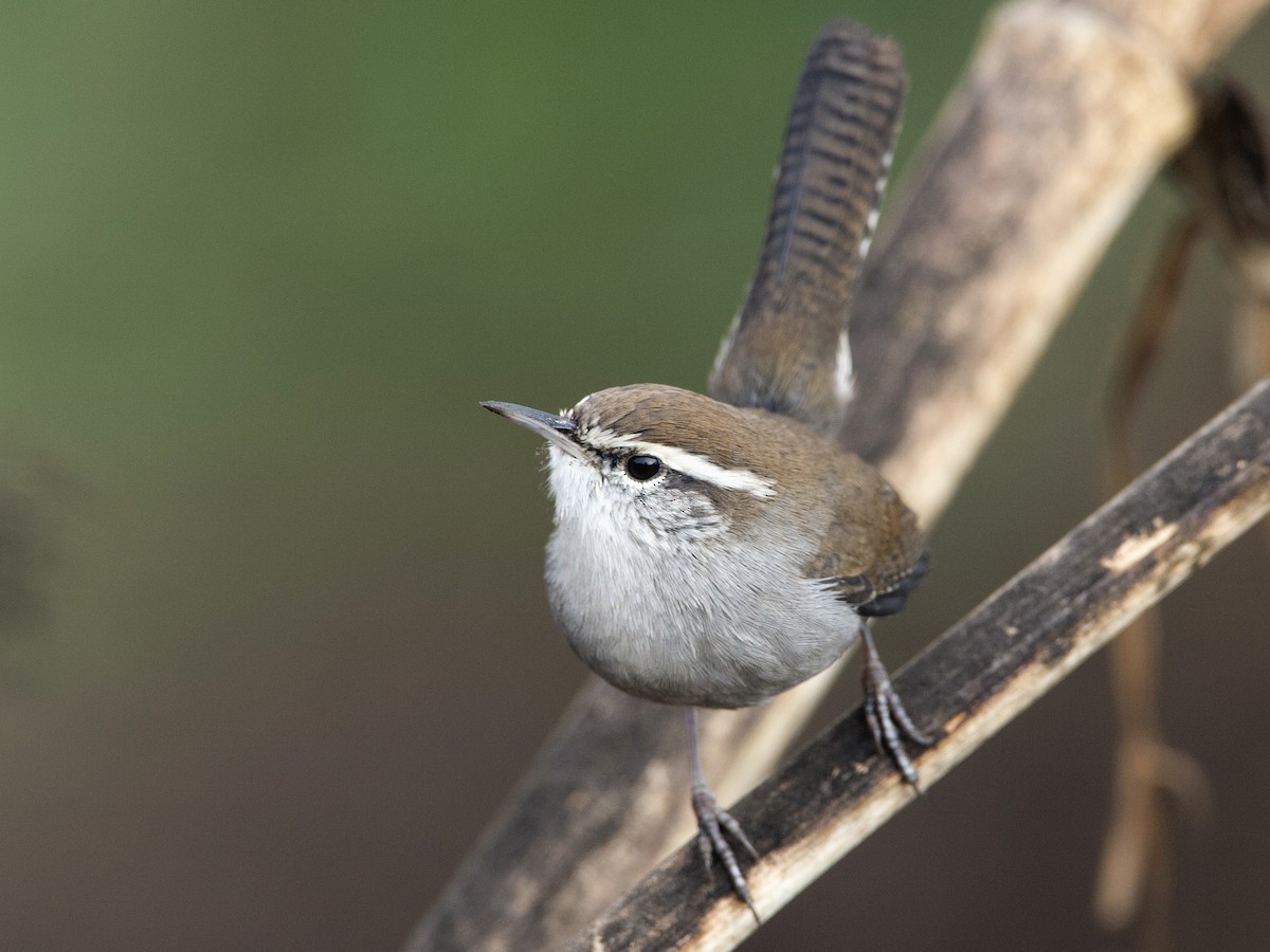 Bewick's Wren