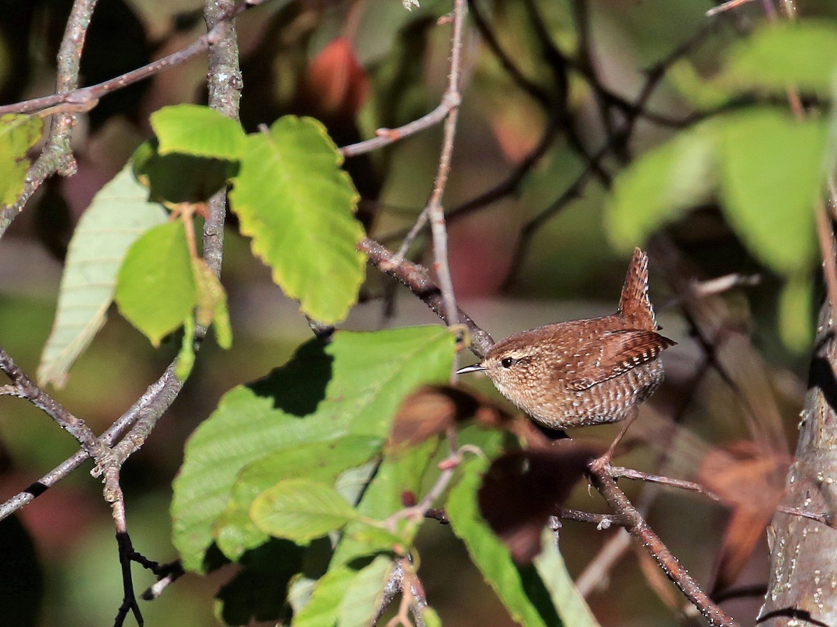 Winter Wren