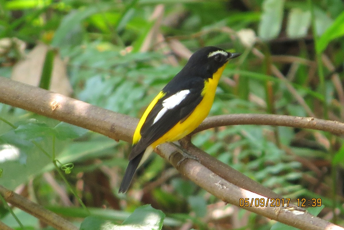 Yellow-rumped Flycatcher - ML68036491