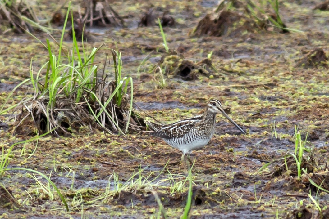 Wilson's Snipe - ML68036531