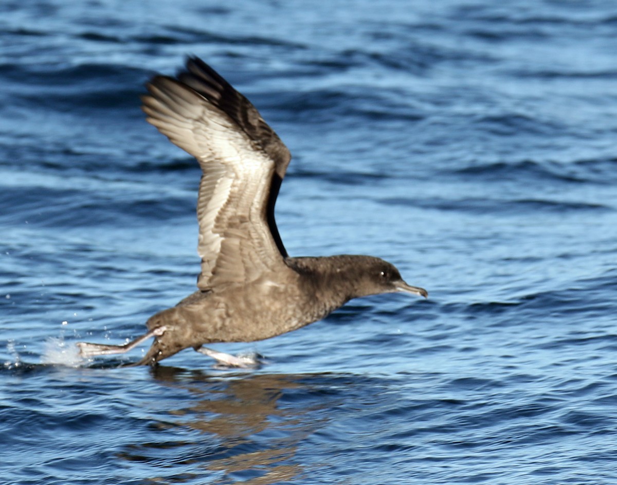 Sooty Shearwater - ML68036821