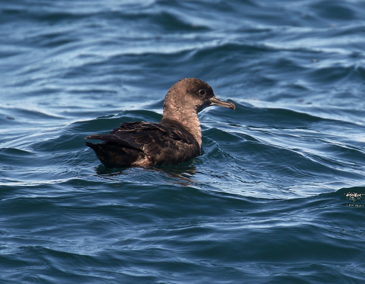 Sooty Shearwater - ML68036831