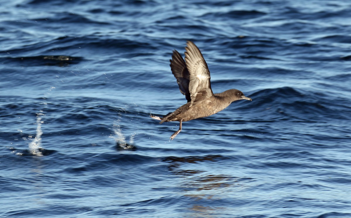 Sooty Shearwater - ML68036841