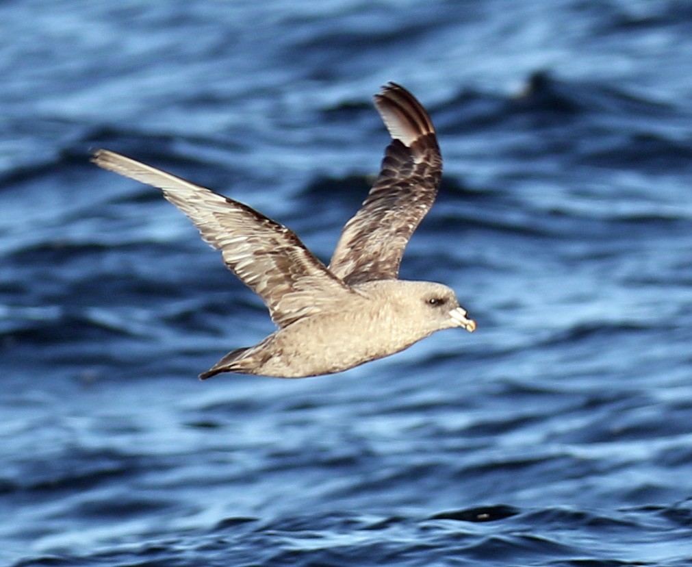 Northern Fulmar - ML68036871