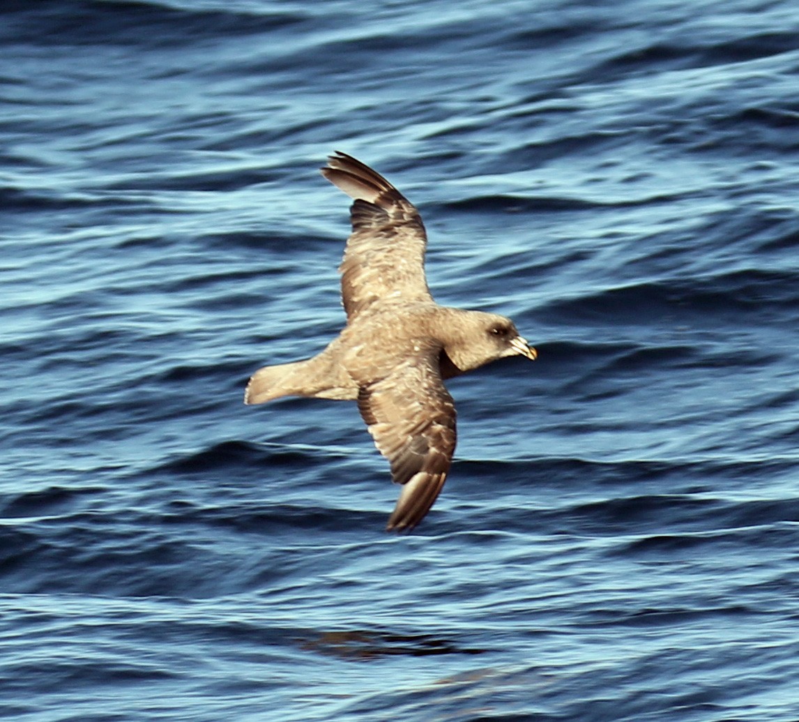 Northern Fulmar - ML68036881