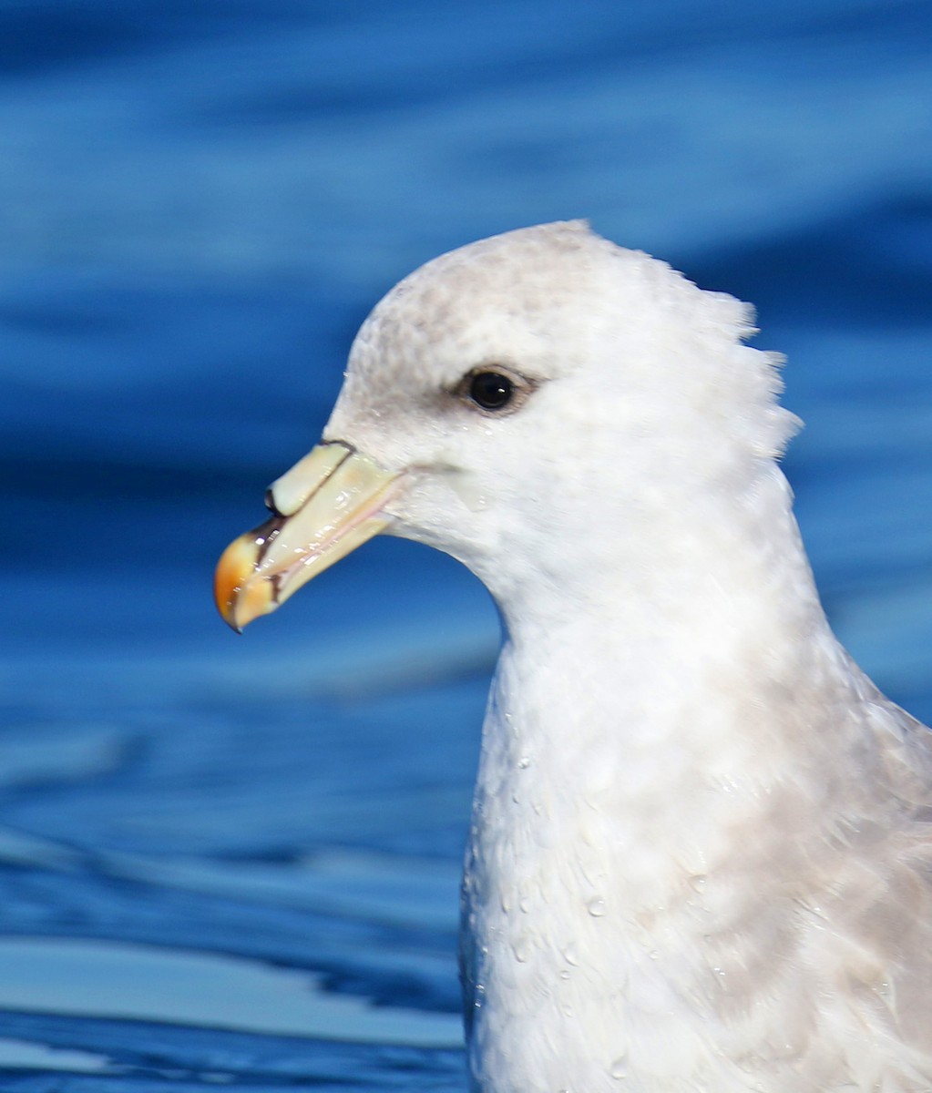 Northern Fulmar - ML68036891