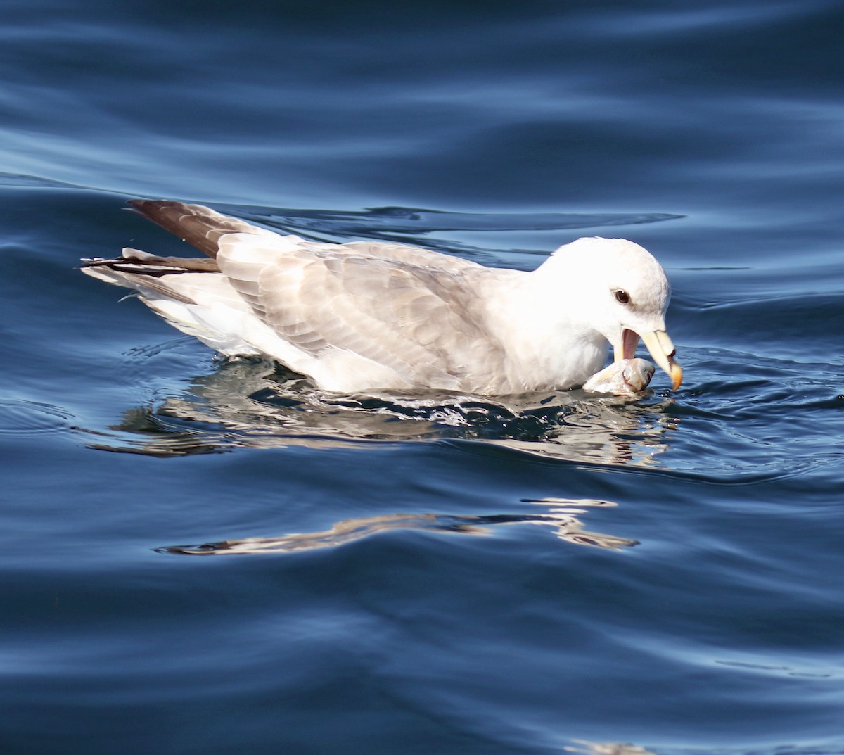 Northern Fulmar - ML68036901