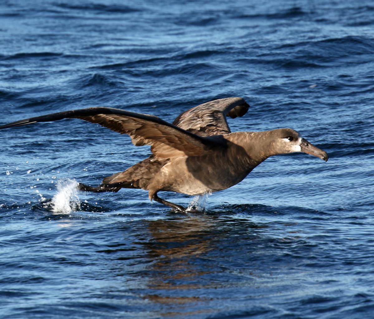 Black-footed Albatross - Blair Bernson