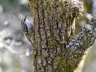 Adult - Brown Creeper