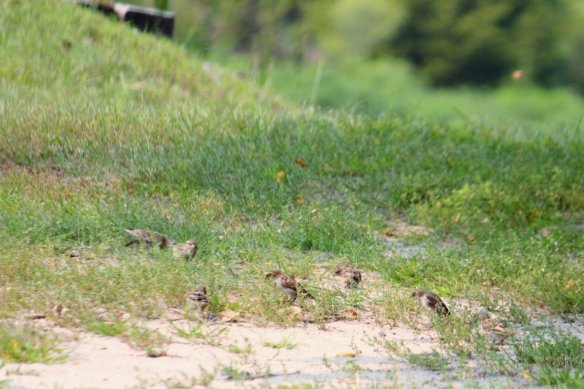 House Sparrow - ML68038261