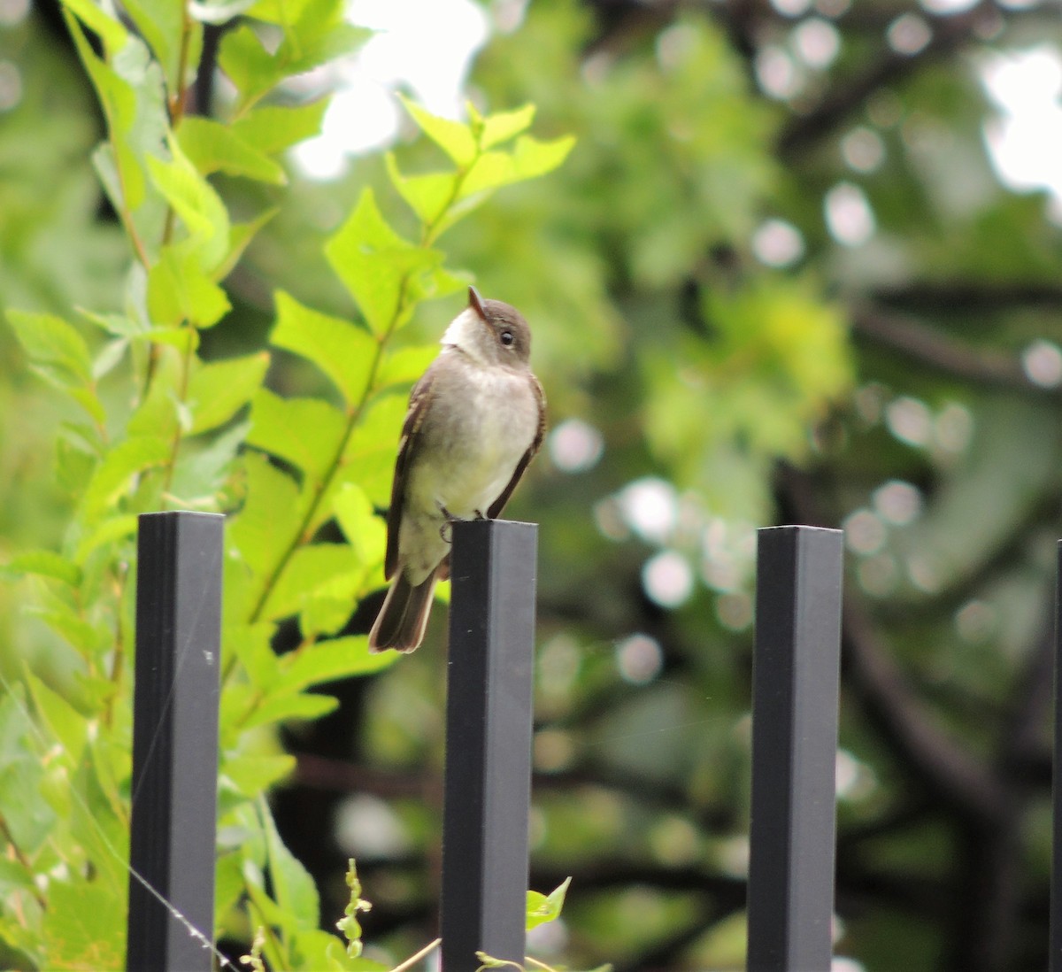 Eastern Wood-Pewee - ML68038561