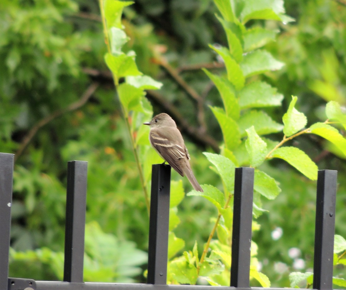 Eastern Wood-Pewee - ML68038571