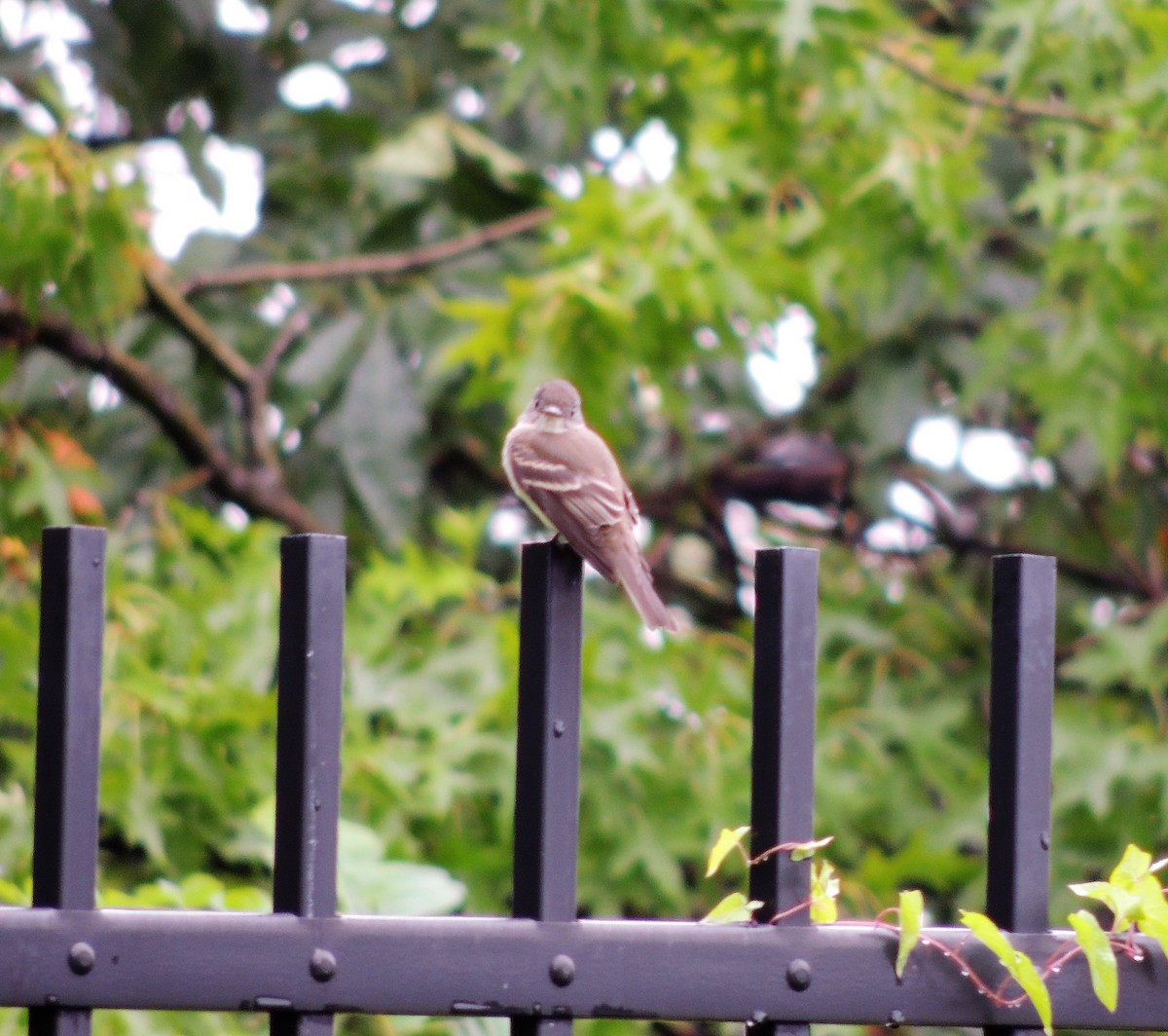 Eastern Wood-Pewee - ML68038581