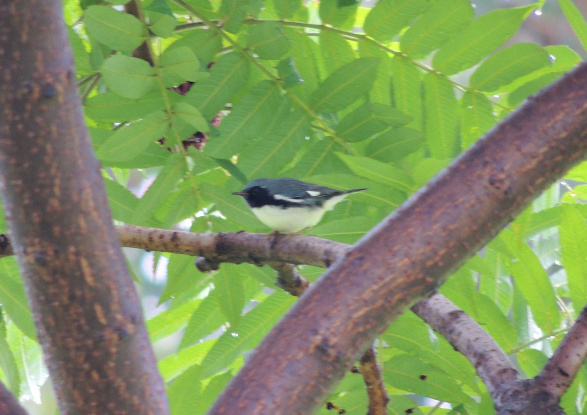 Black-throated Blue Warbler - Joe Girgente