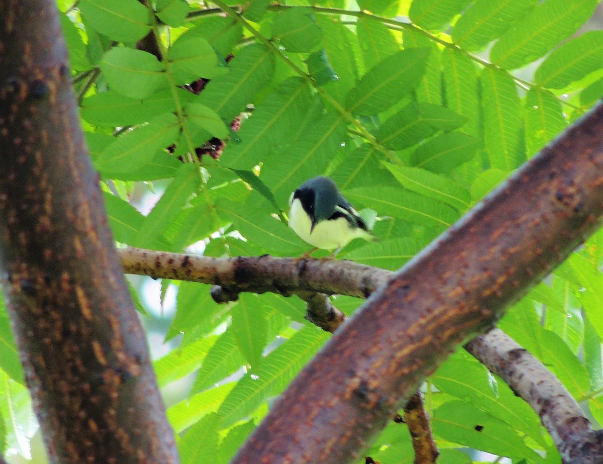 Black-throated Blue Warbler - Joe Girgente