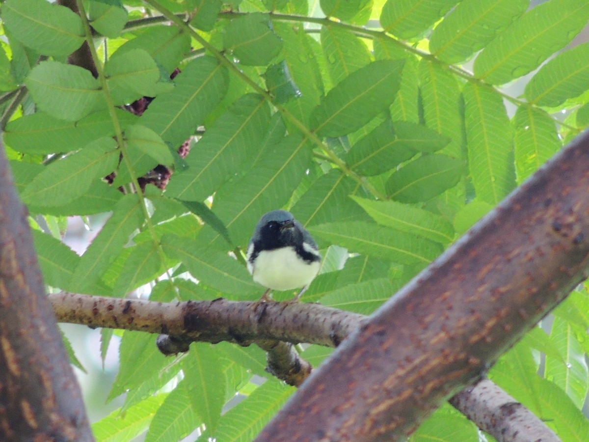 Black-throated Blue Warbler - ML68038701