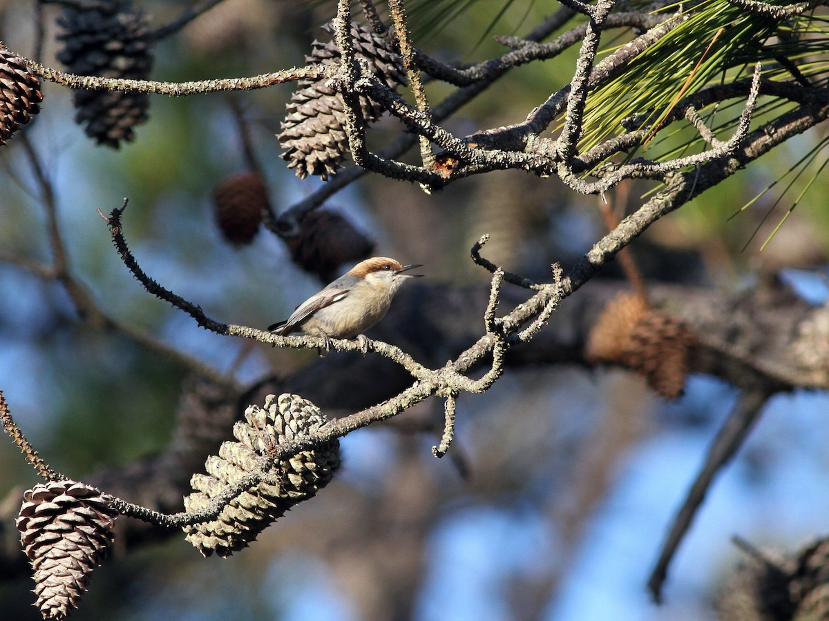 Habitat