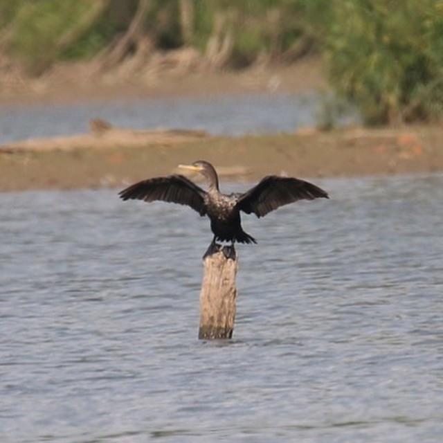 Neotropic Cormorant - Jeremy Dominguez