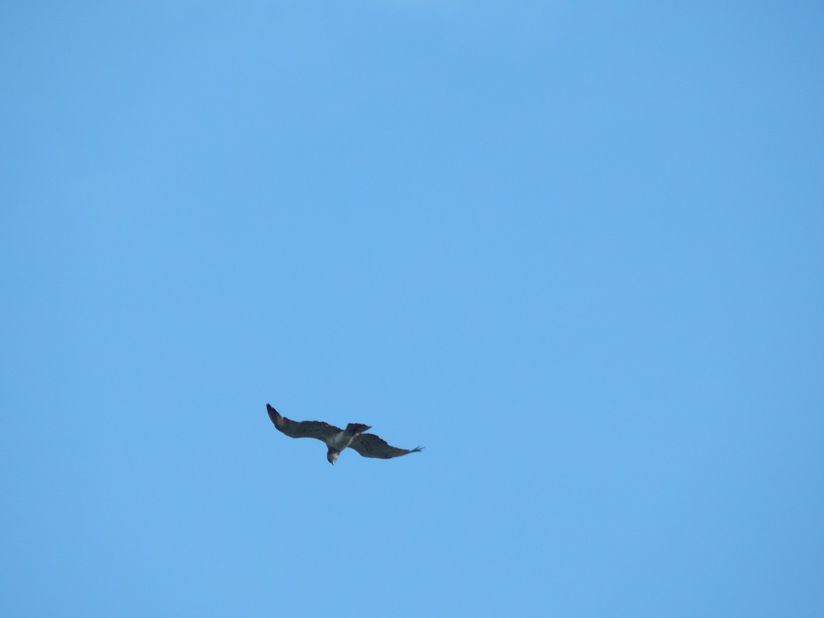 Short-toed Snake-Eagle - ML68039791