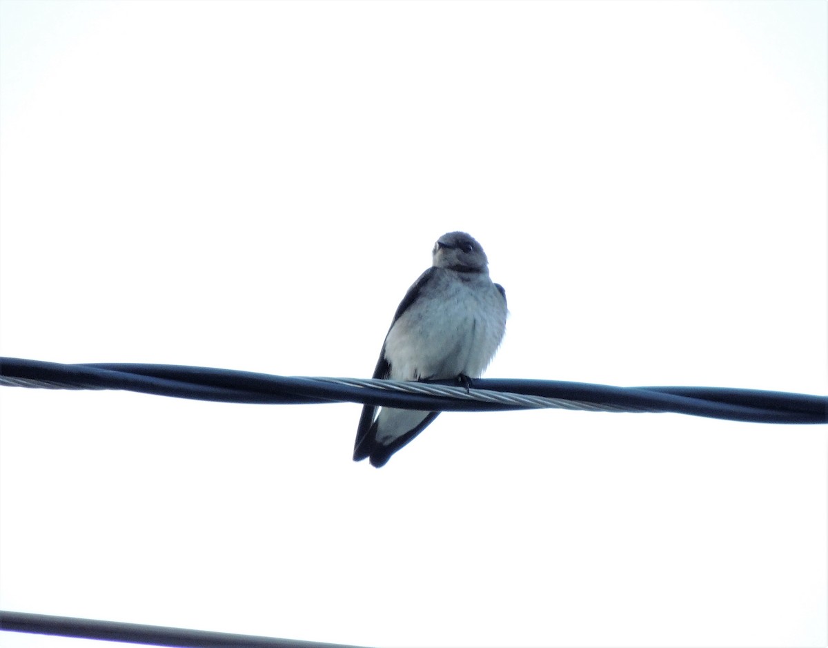 Northern Rough-winged Swallow - ML68040161