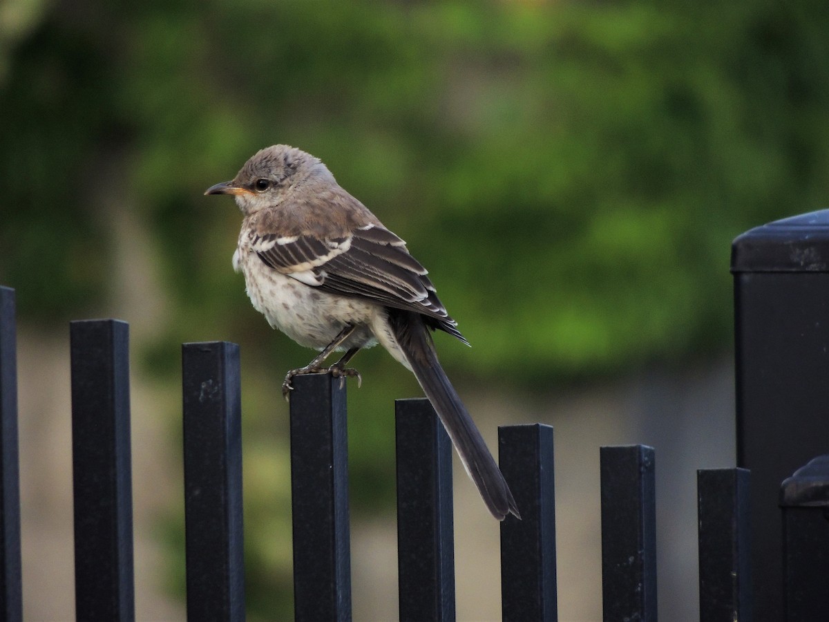 Northern Mockingbird - Joe Girgente