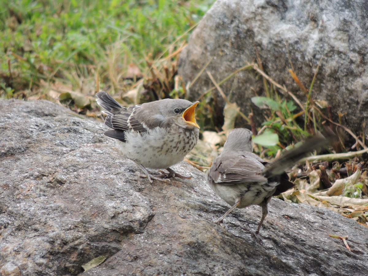 Northern Mockingbird - ML68040811