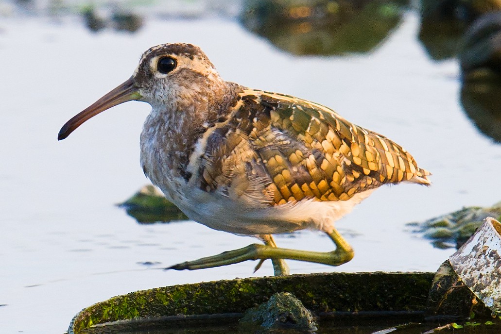 Greater Painted-Snipe - ML68041371