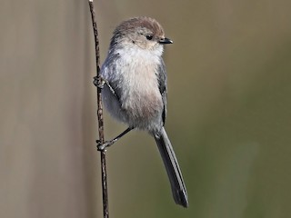 Male (Pacific) - Bushtit