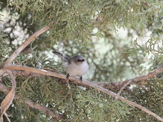 Habitat - Bushtit