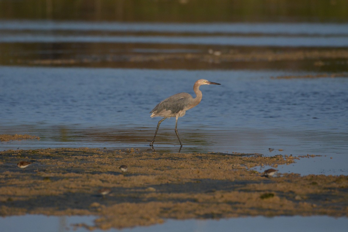 Reddish Egret - ML68042061