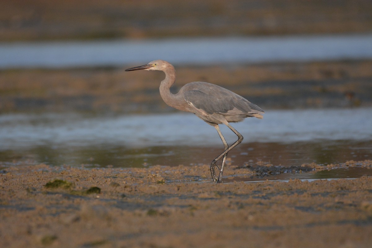 Reddish Egret - ML68042081