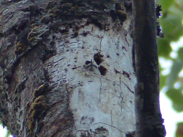 Red-breasted Nuthatch - ML68042241