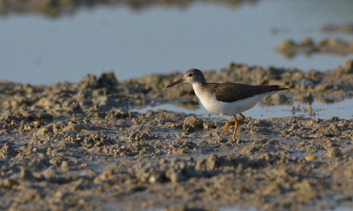 Spotted Sandpiper - ML68042411