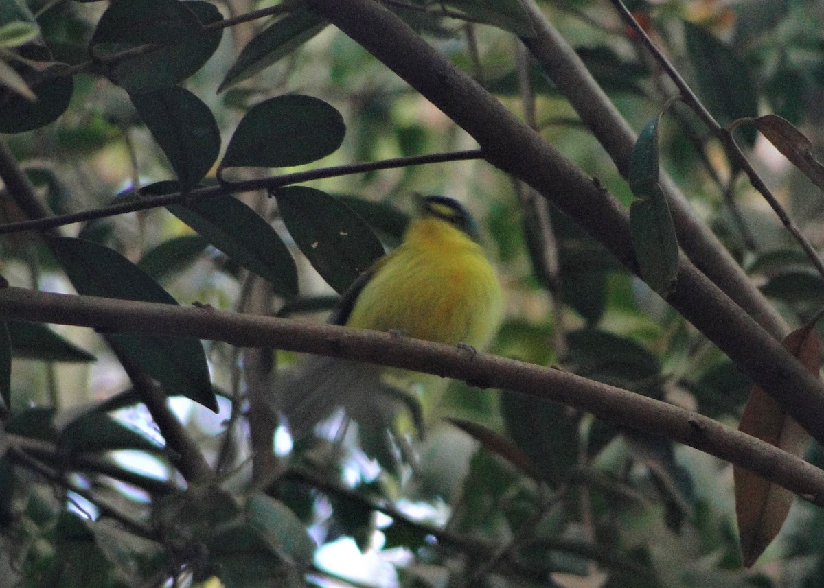 Gray-headed Tody-Flycatcher - ML68043811