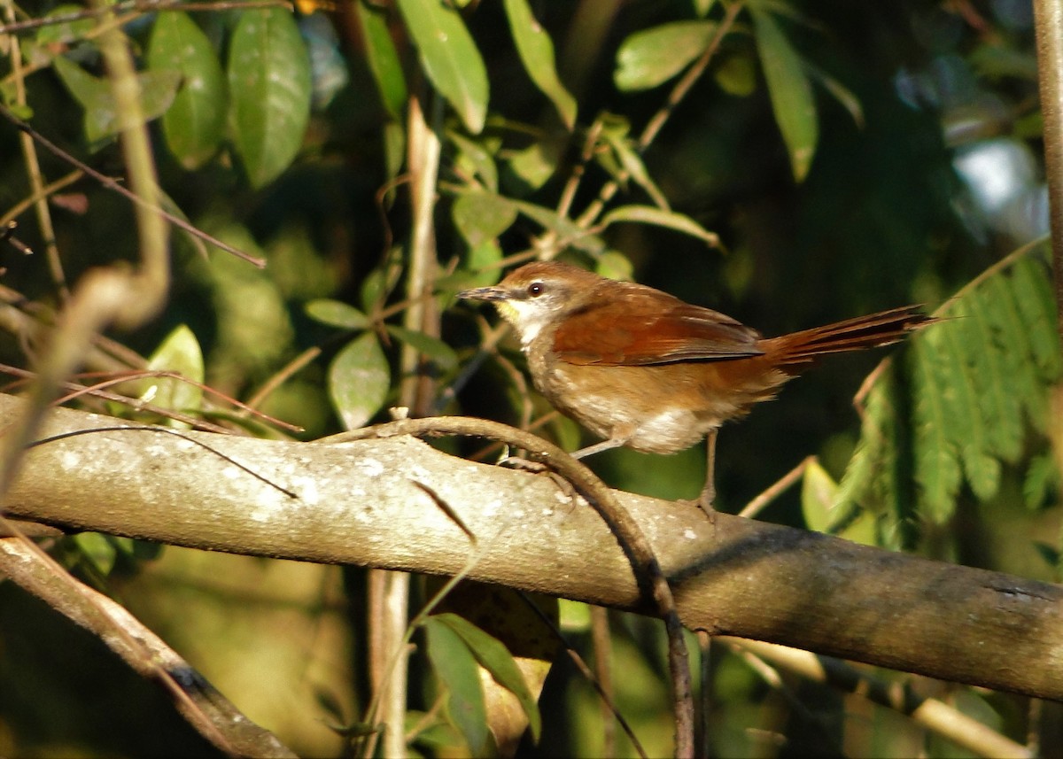 Yellow-chinned Spinetail - ML68043831