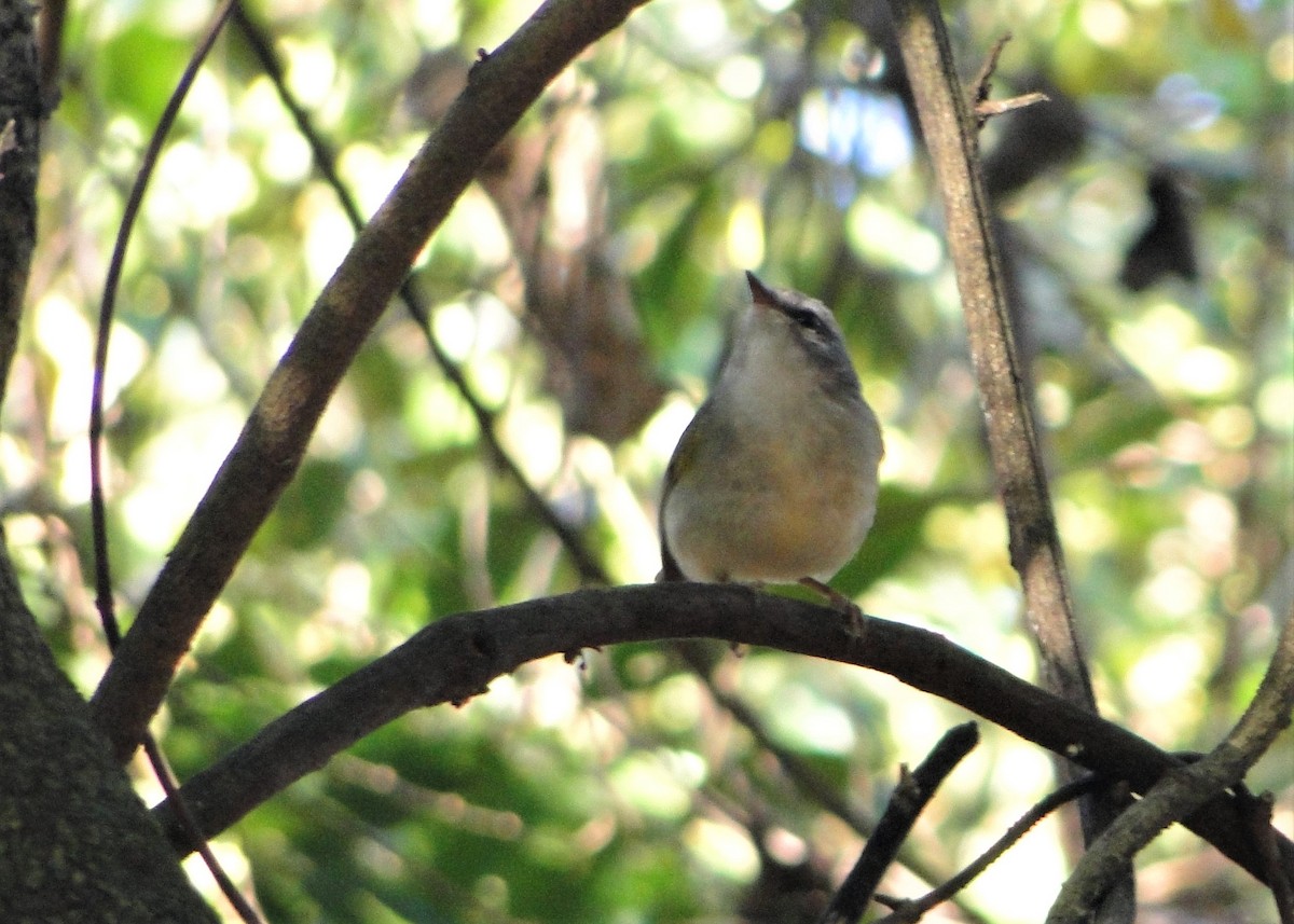 Golden-crowned Warbler (White-bellied) - ML68043931