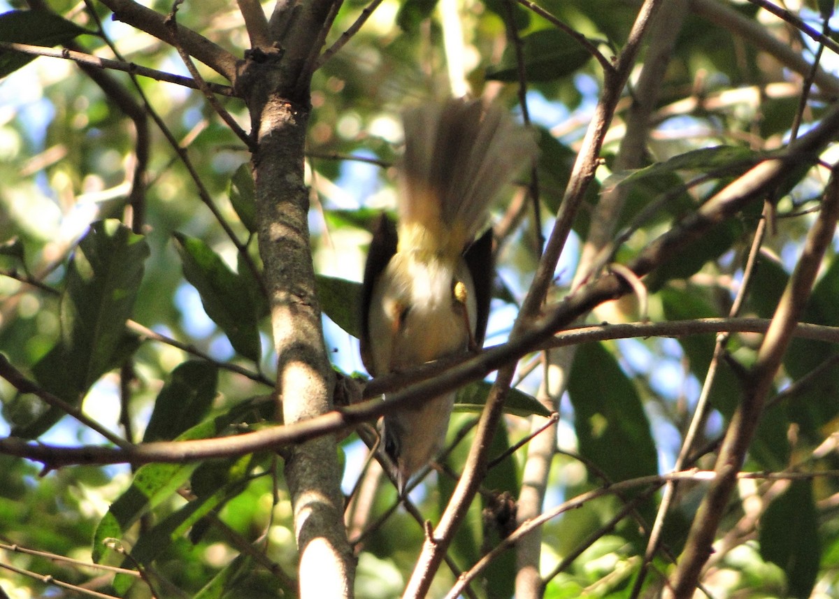 Golden-crowned Warbler (White-bellied) - ML68043961