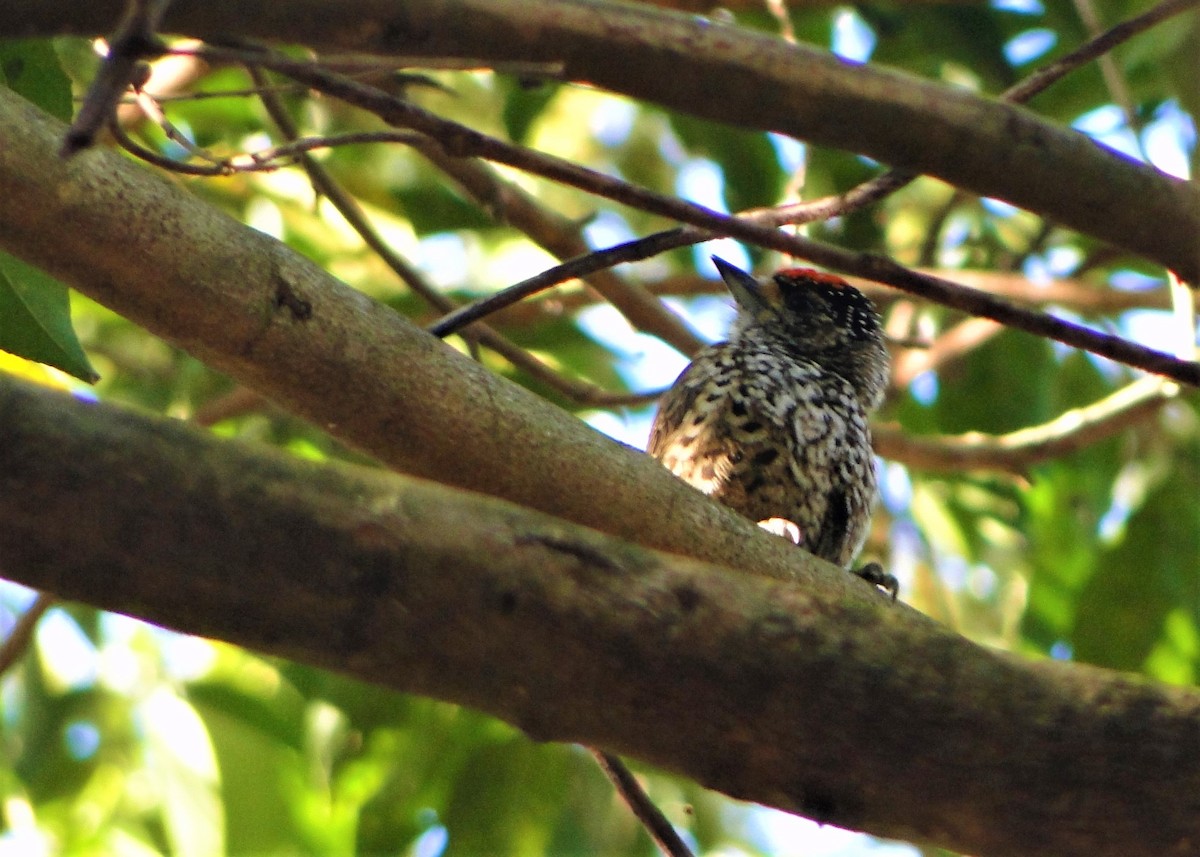 White-wedged Piculet - ML68043981